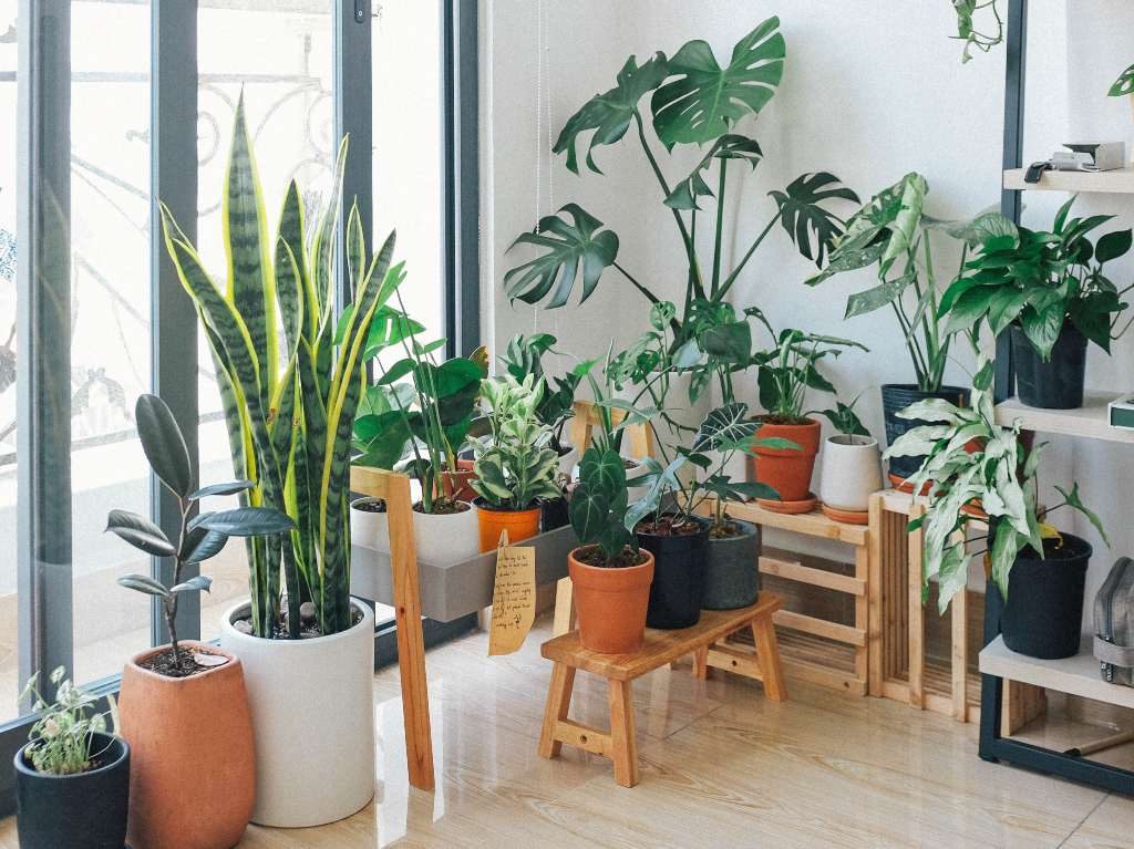 Plantas para purificar el ambiente