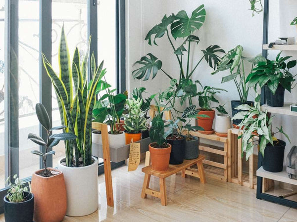 Plantas para purificar el ambiente